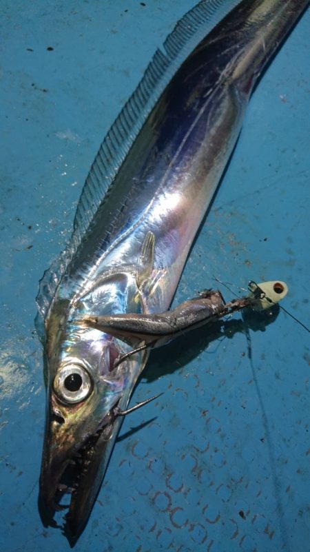 シースナイパー海龍 釣果