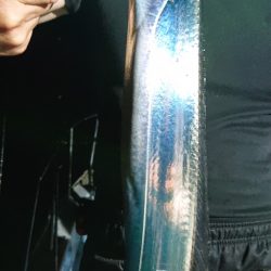 シースナイパー海龍 釣果