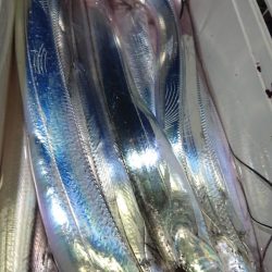 シースナイパー海龍 釣果