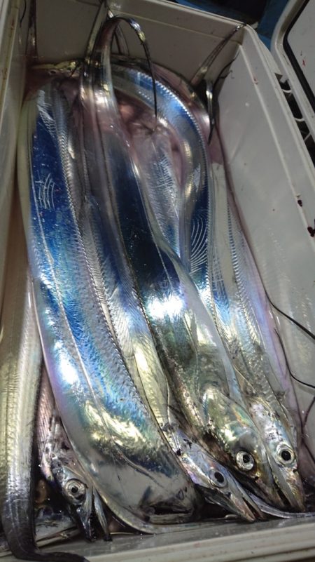 シースナイパー海龍 釣果