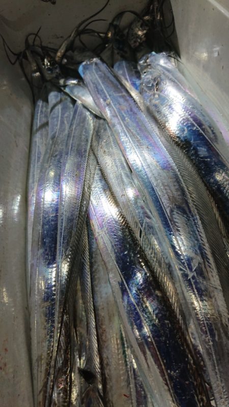 シースナイパー海龍 釣果