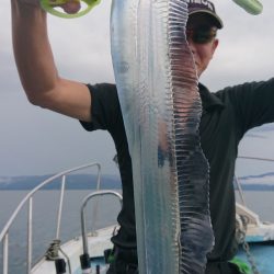 シースナイパー海龍 釣果