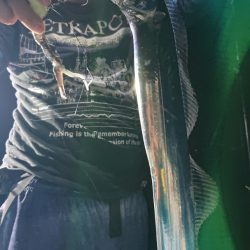 シースナイパー海龍 釣果