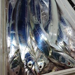 シースナイパー海龍 釣果