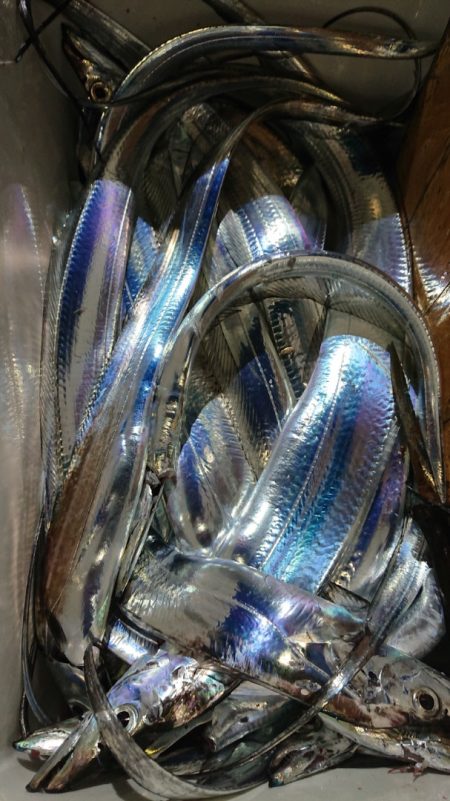 シースナイパー海龍 釣果