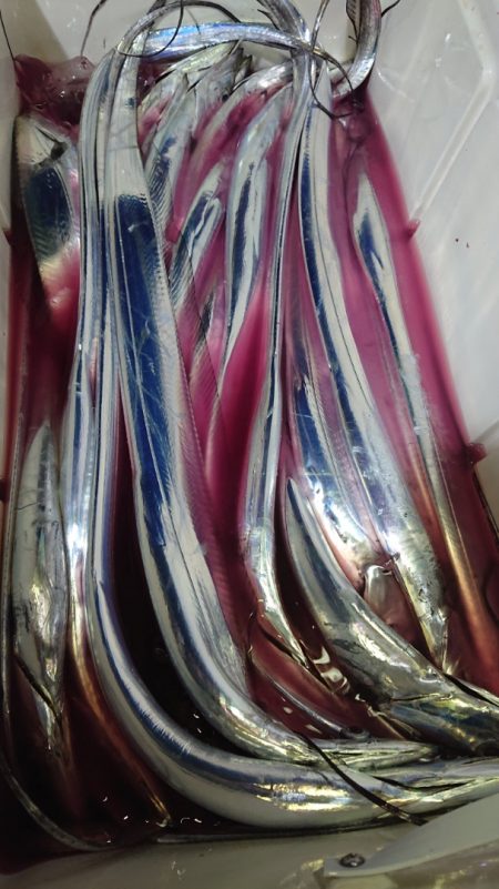 シースナイパー海龍 釣果