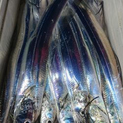 シースナイパー海龍 釣果