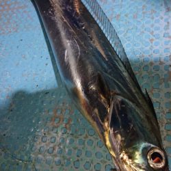 シースナイパー海龍 釣果