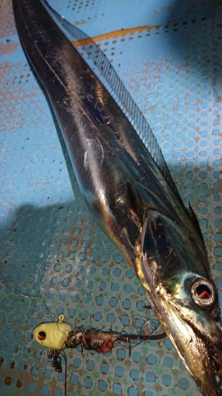 シースナイパー海龍 釣果