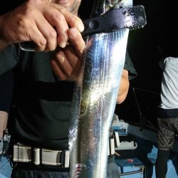 シースナイパー海龍 釣果