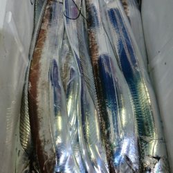 シースナイパー海龍 釣果