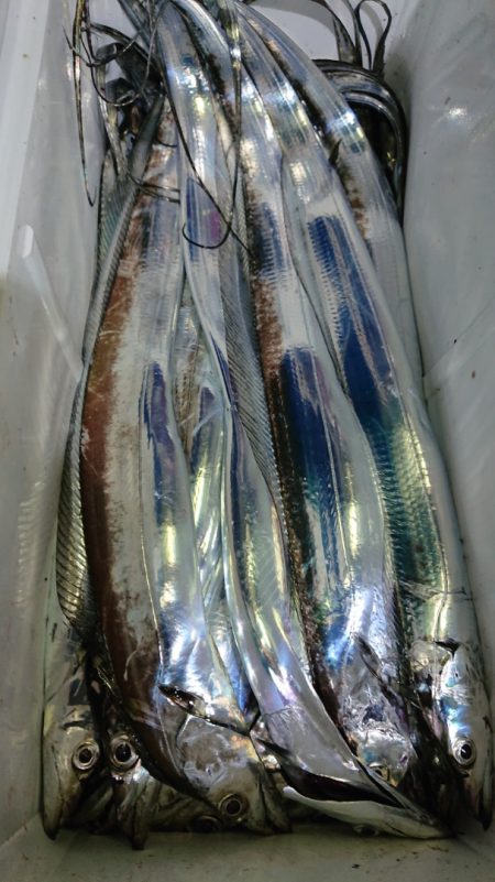 シースナイパー海龍 釣果