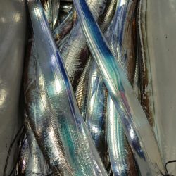 シースナイパー海龍 釣果