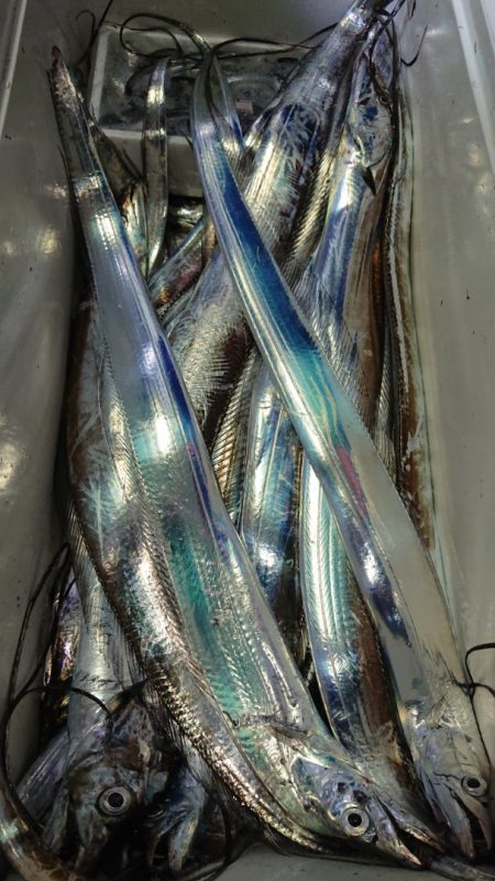 シースナイパー海龍 釣果