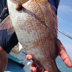 シースナイパー海龍 釣果