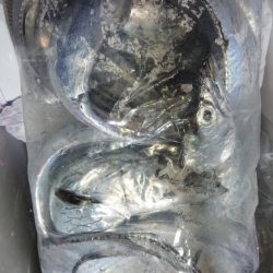 シースナイパー海龍 釣果