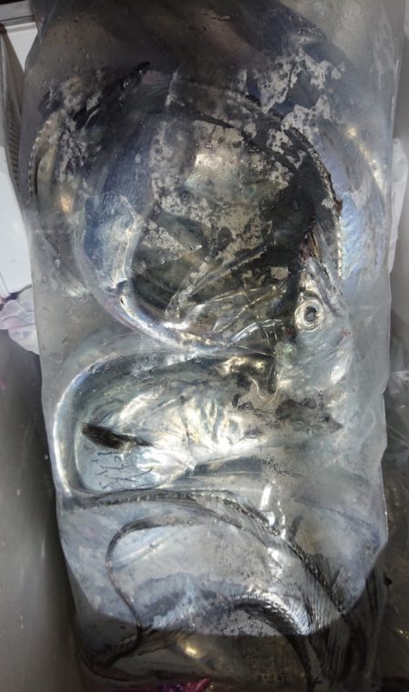 シースナイパー海龍 釣果