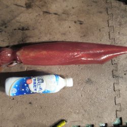 真祐丸 （しんゆうまる） 釣果