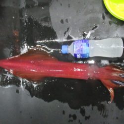 真祐丸 （しんゆうまる） 釣果