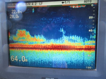 真祐丸 （しんゆうまる） 釣果