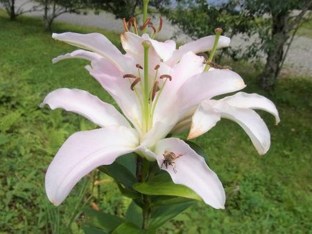 平谷湖フィッシングスポット 釣果