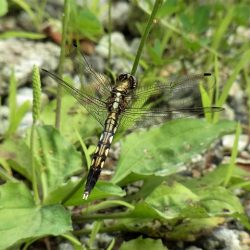 平谷湖フィッシングスポット 釣果