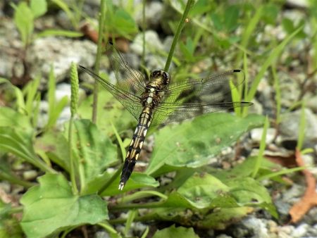 平谷湖フィッシングスポット 釣果