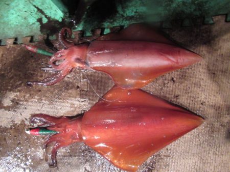 真祐丸 （しんゆうまる） 釣果