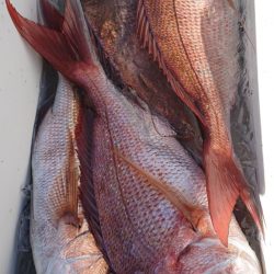 シースナイパー海龍 釣果