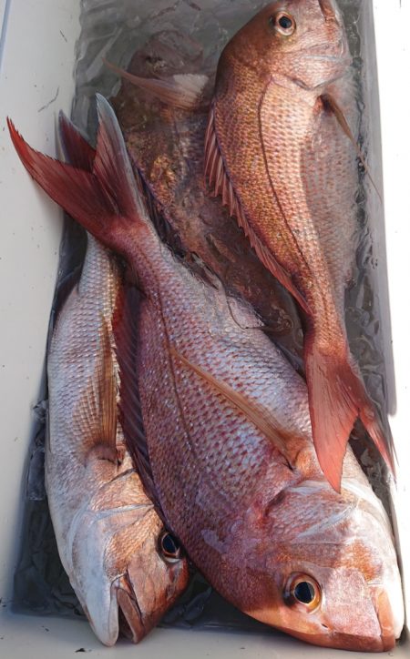 シースナイパー海龍 釣果