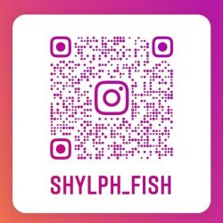 白州トラウトフィッシングエリア シルフ 釣果