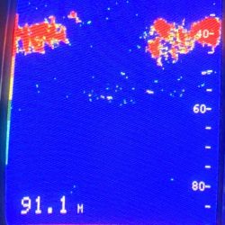あみや渡船 JIGBOY 釣果