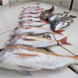 KIM Fishing Guide Service 釣果
