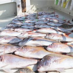 KIM Fishing Guide Service 釣果