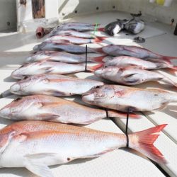 KIM Fishing Guide Service 釣果