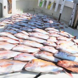 KIM Fishing Guide Service 釣果