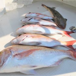 KIM Fishing Guide Service 釣果