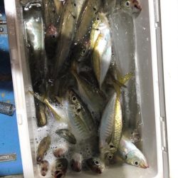 ヤザワ渡船 釣果