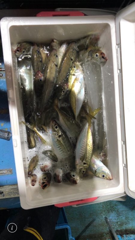 ヤザワ渡船 釣果