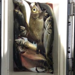 ヤザワ渡船 釣果