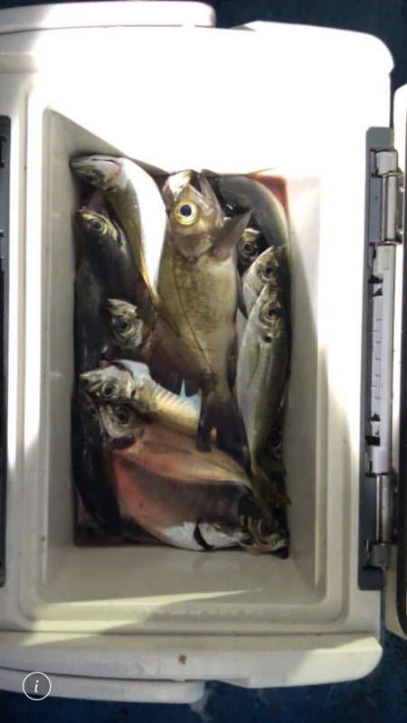 ヤザワ渡船 釣果