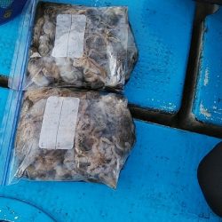 フィッシングガイド りょう 釣果