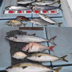 清和丸 釣果