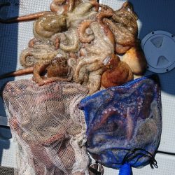 遊漁船　家入 釣果