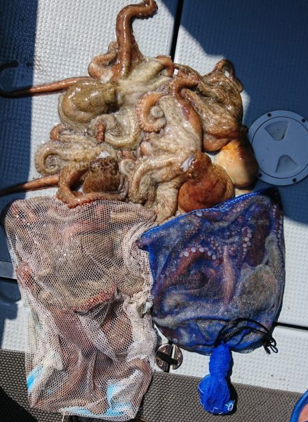 遊漁船　家入 釣果