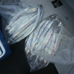 エル・クルーズ 釣果