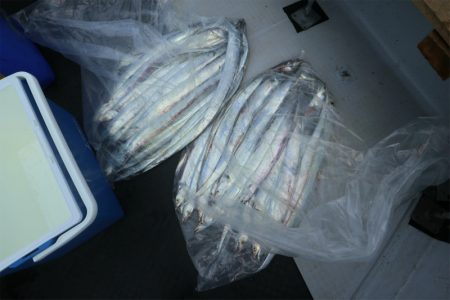 エル・クルーズ 釣果