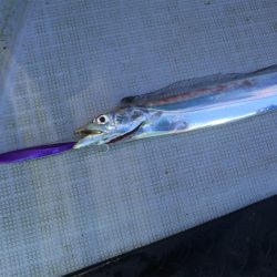 エル・クルーズ 釣果