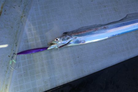 エル・クルーズ 釣果