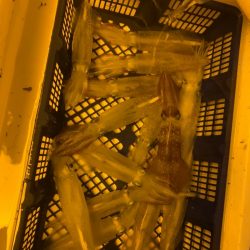 海龍丸（石川） 釣果